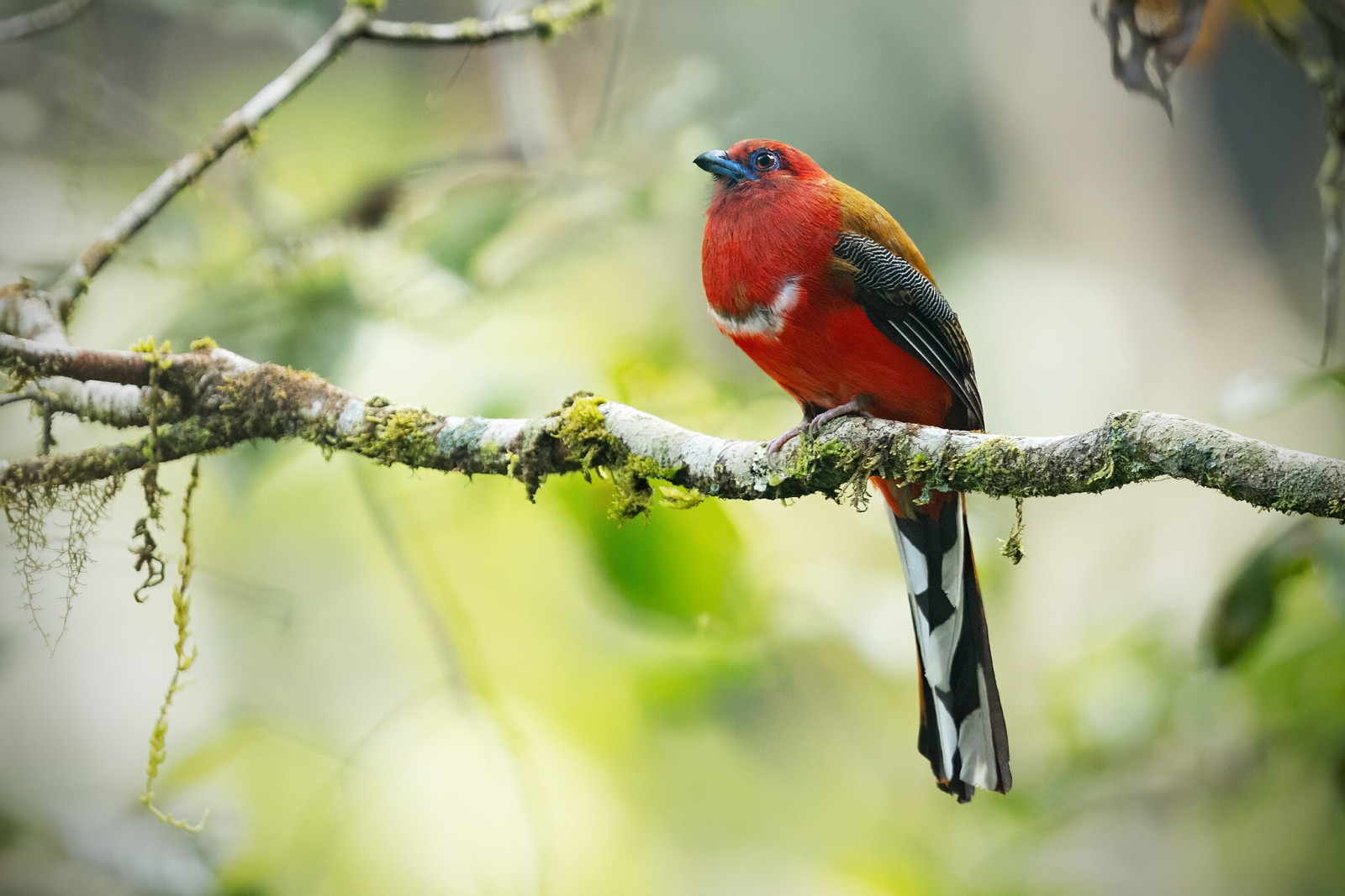 image Red-headed Trogon